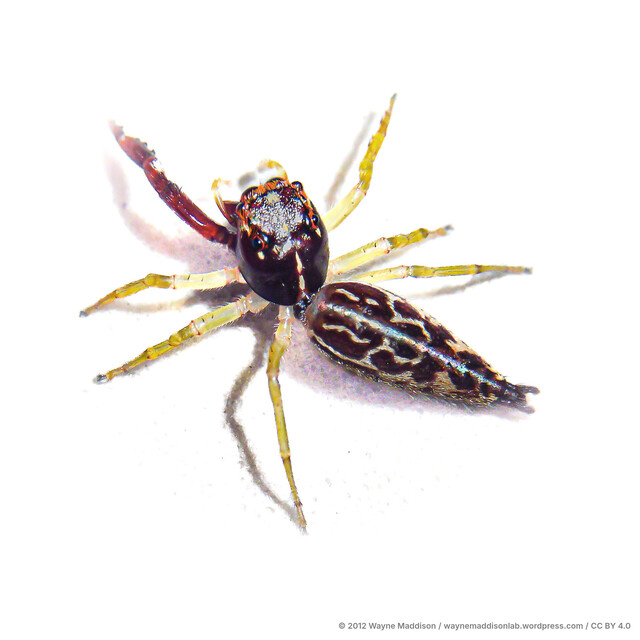 Indopadilla vimedaba • © Wayne Maddison • CC BY 4.0 ♀ Adult Habitus Dorsal
