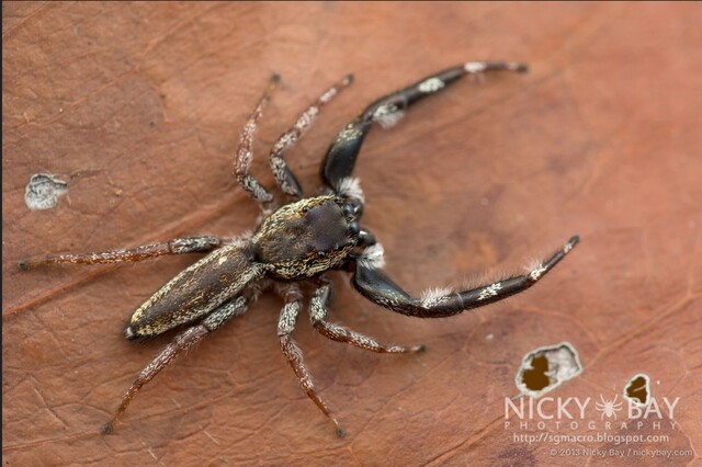 Kelawakaju leucomelas • © Nicky Bay • All Rights Reserved ♂ Adult Habitus Dorsal
