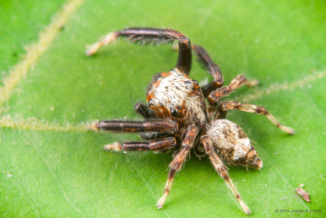 Langerra sp. "Triangular" • © Joseph K H Koh • All Rights Reserved ♂ Adult Habitus Dorsal