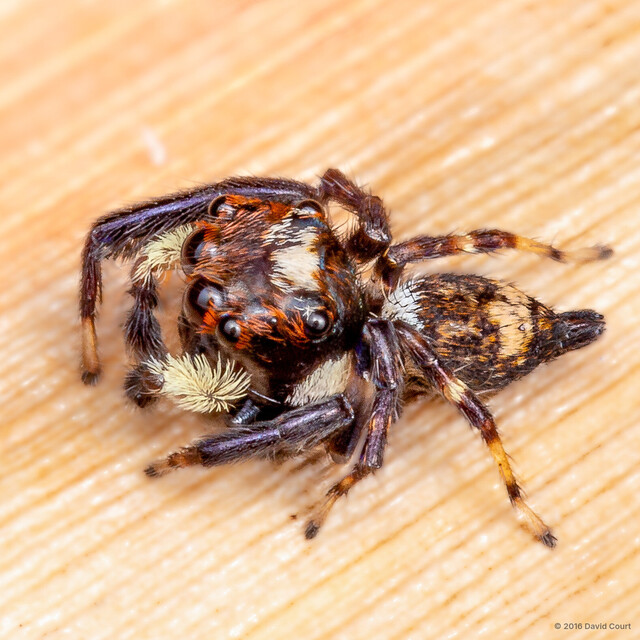 Langerra sp. "White-brushed" • © David Court • All Rights Reserved ♂ Adult Habitus Dorsal