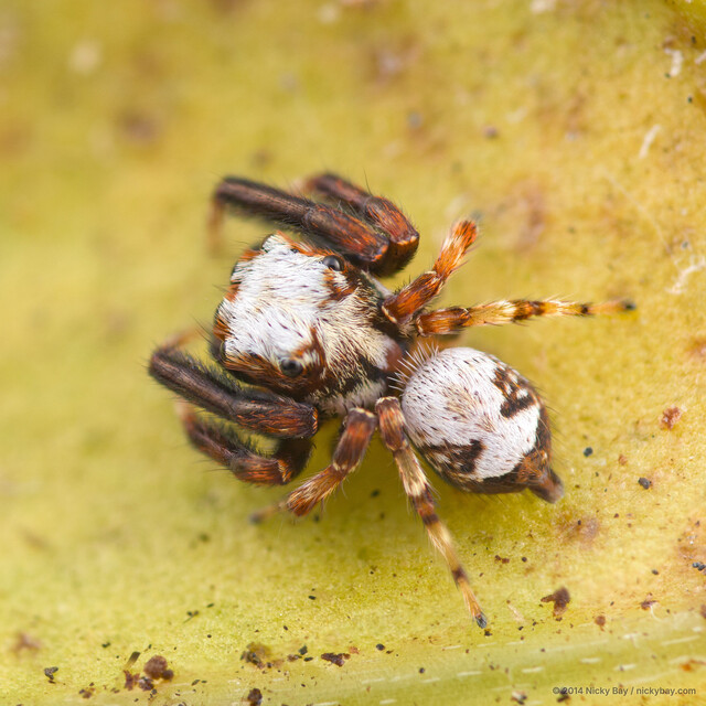 Langerra sp. "White-coated" • © Nicky Bay • All Rights Reserved ♂ Adult Habitus Dorsal