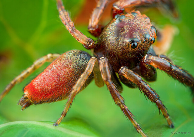 Lepidemathis sp. "Crimson" • © Yongi Ng • All Rights Reserved ♂ Adult Habitus Dorsal