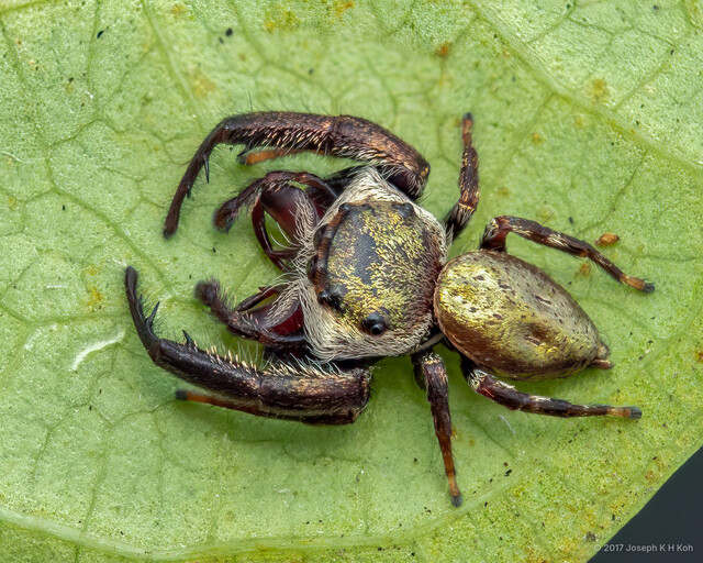 Ligurra latidens • © Joseph K H Koh • All Rights Reserved ♂ Adult Habitus Dorsal