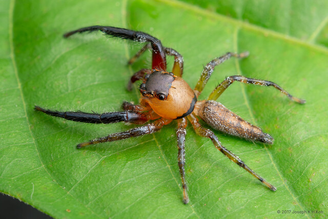 Maripanthus draconis • © Joseph K H Koh • All Rights Reserved ♂ Adult Habitus Dorsal