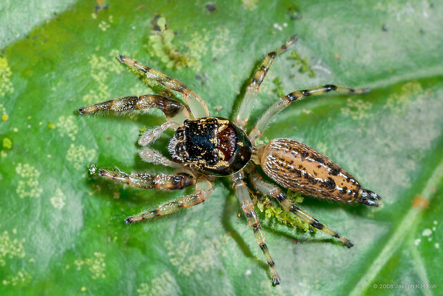 Maripanthus reinholdae • © Joseph K H Koh • All Rights Reserved ♀ Adult Habitus Dorsal