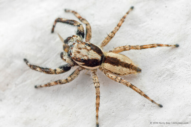 Menemerus bivittatus • © Nicky Bay • All Rights Reserved ♂ Adult Habitus Dorsal