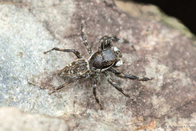 Menemerus nigli • © Joseph K H Koh • All Rights Reserved ♂ Adult Habitus Dorsal