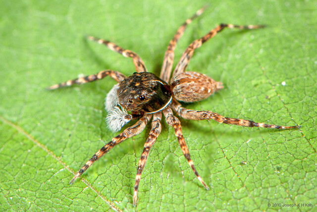 Mintonia sp. "Bearded" • © Joseph K H Koh • All Rights Reserved ♂ Adult Habitus Dorsal