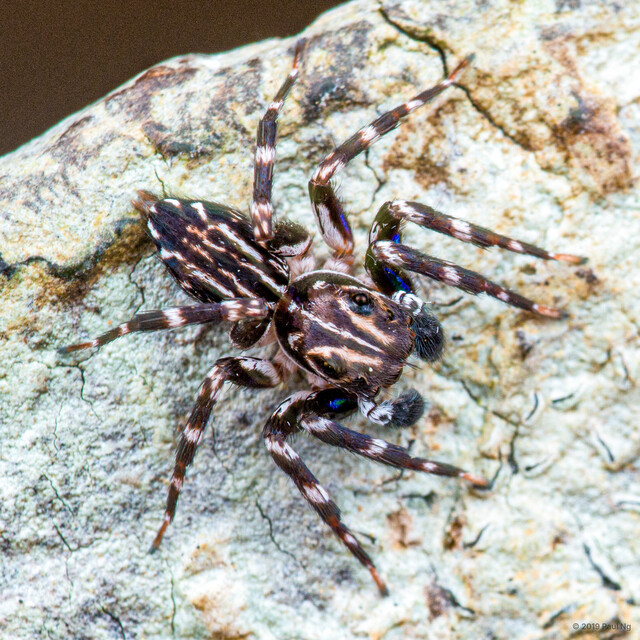 Mintonia protuberans • © Paul Ng • All Rights Reserved ♂ Adult Habitus Dorsal