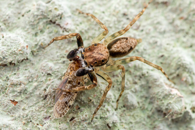 Mintonia silvicola • © Nicky Bay • All Rights Reserved ♂ Adult Habitus Dorsal Predation