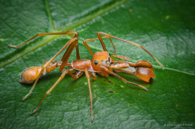 Myrmaplata plataleoides • © Joseph K H Koh • All Rights Reserved ♂ Adult Habitus Dorsal