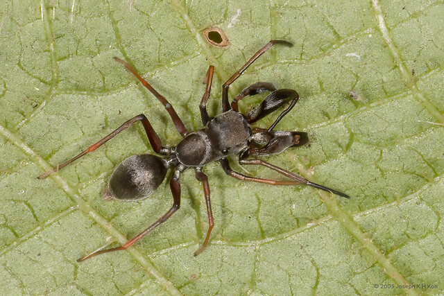 Myrmaplata wanlessi • © Joseph K H Koh • All Rights Reserved ♂ Adult Habitus Dorsal
