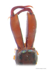 Myrmarachne biseratensis Badcock, 1918