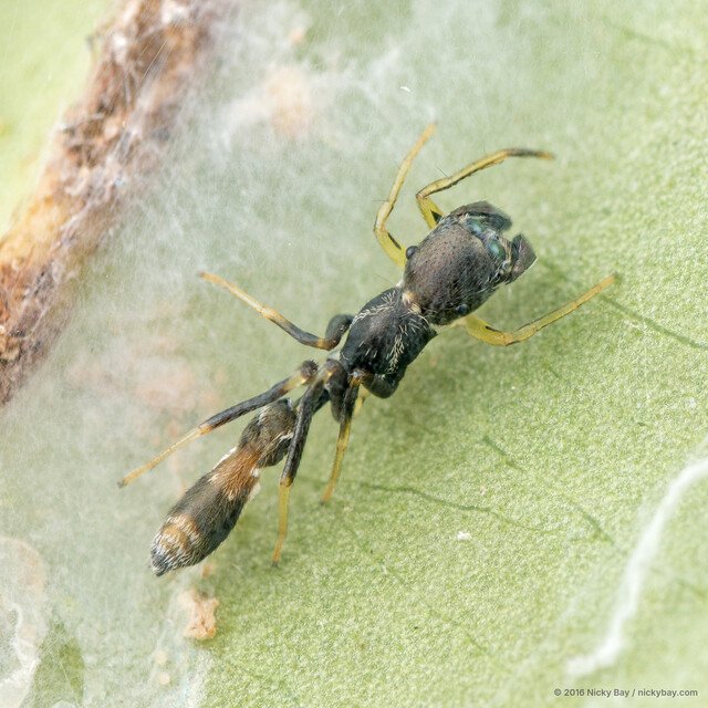 Myrmarachne cornuta • © Nicky Bay • All Rights Reserved ♀ Adult Habitus Dorsal