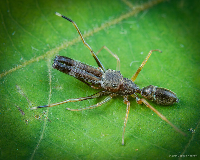 Myrmarachne macrognatha • © Joseph K H Koh • All Rights Reserved ♂ Adult Habitus Dorsal