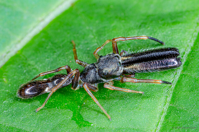 Myrmarachne markaha • © David Court • All Rights Reserved ♂ Adult Habitus Dorsal
