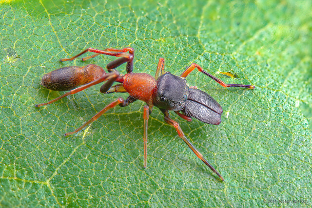 Myrmarachne melanocephala • © Joseph K H Koh • All Rights Reserved ♂ Adult Habitus Dorsal