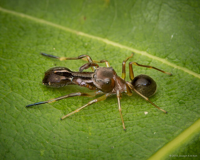 Myrmarachne pumilio • © Joseph K H Koh • All Rights Reserved ♂ Adult Habitus Dorsal