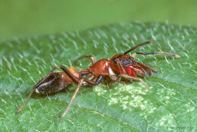 Myrmarachne ramosa • © Joseph K H Koh • All Rights Reserved ♂ Adult Habitus Lateral
