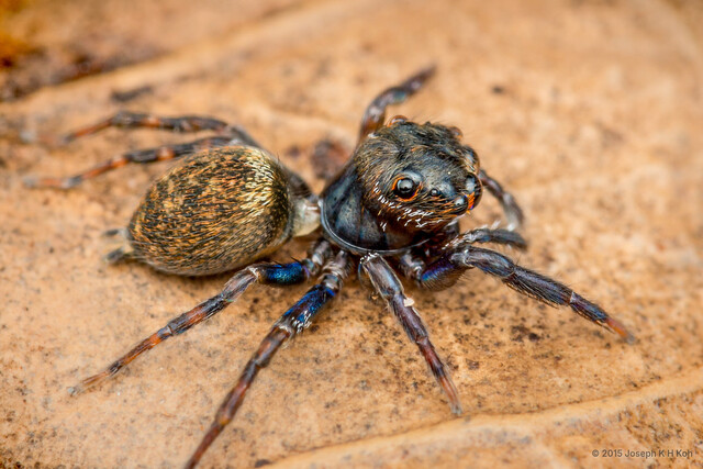 Nannenus lyriger • © Joseph K H Koh • All Rights Reserved ♀ Adult Habitus Lateral