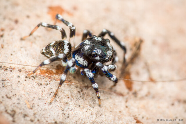 Nannenus syrphus • © Joseph K H Koh • All Rights Reserved ♂ Adult Habitus Dorsal