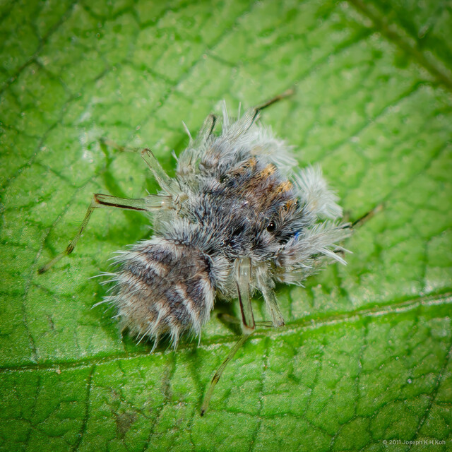 Neobrettus tibialis • © Joseph K H Koh • All Rights Reserved ♀ Adult Habitus Dorsal