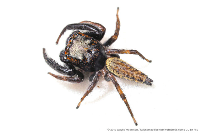 Nungia sp. "Glossy False" • © Wayne Maddison • CC BY 4.0 ♂ Adult Habitus Dorsal