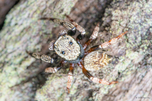 Orcevia sp. "Chevroned" • © Paul Ng • All Rights Reserved ♂ Adult Habitus Dorsal