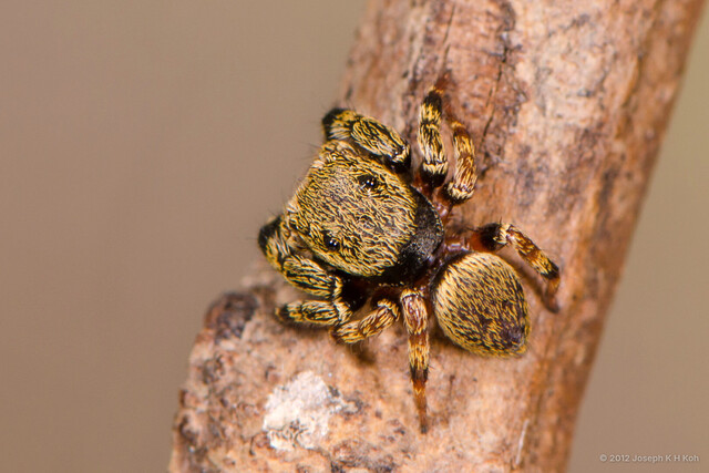 Orcevia sp. "Golden" • © Joseph K H Koh • All Rights Reserved ♂ Adult Habitus Dorsal