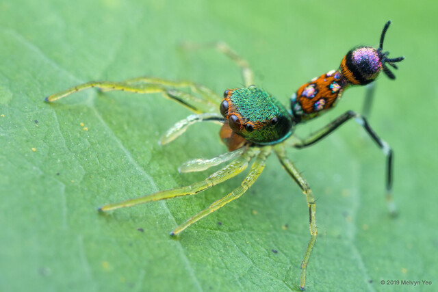 Orsima ichneumon • © Melvyn Yeo • All Rights Reserved Juvenile Habitus Dorsal
