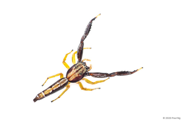 Padillothorax semiostrinus • © Paul Ng • All Rights Reserved ♂ Adult Habitus Dorsal