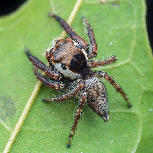 Pancorius sp. "Short Big-headed" • © Melvyn Yeo • All Rights Reserved ♂ Adult Habitus Dorsal