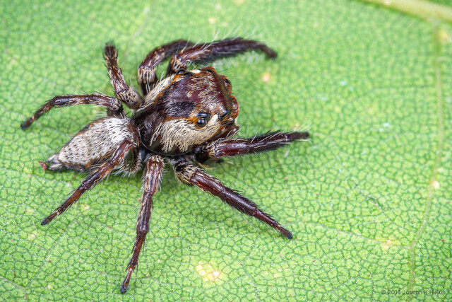 Pancorius sp. "Striped Big-headed" • © Joseph K H Koh • All Rights Reserved ♂ Adult Habitus Dorsal