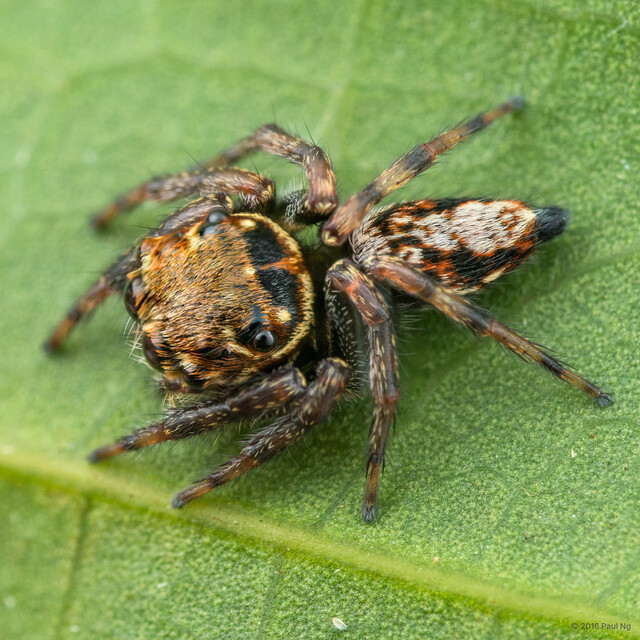 Pancorius dentichelis • © Paul Ng • All Rights Reserved ♀ Adult Habitus Dorsal