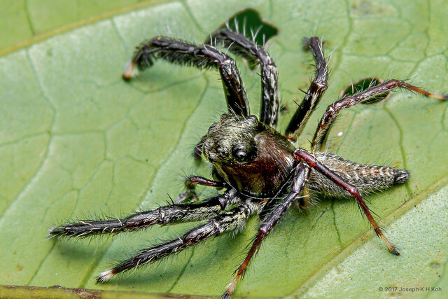 Pancorius magnus • © Joseph K H Koh • All Rights Reserved ♂ Adult Habitus Dorsal