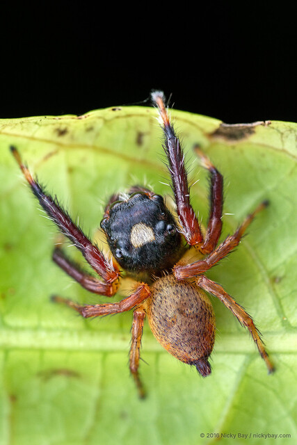 Pancorius thorelli • © Nicky Bay • All Rights Reserved ♂ Adult Habitus Dorsal