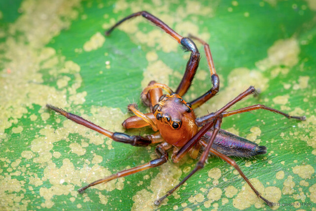 Parabathippus shelfordi • © Joseph K H Koh • All Rights Reserved ♂ Adult Habitus Dorsal