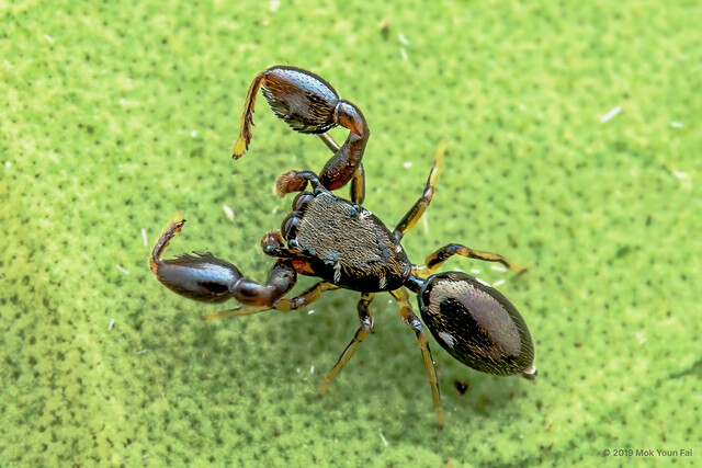 Pengmarengo chelifer • © Mok Youn Fai • All Rights Reserved ♂ Adult Habitus Dorsal