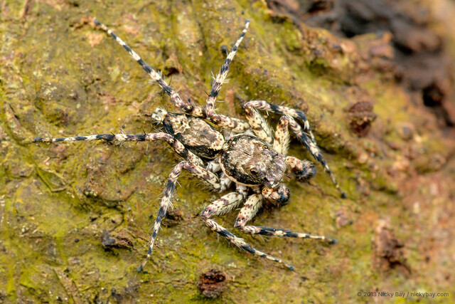 Phaeacius malayensis • © Nicky Bay • All Rights Reserved ♂ Adult Habitus Dorsal