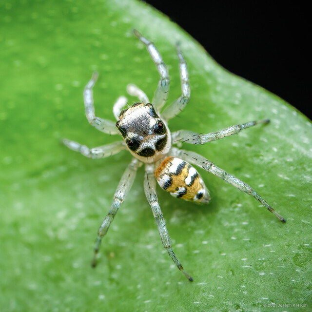 "Phintella" sp. "Black-and-White Banded" • © Joseph K H Koh • All Rights Reserved ♀ Adult Habitus Dorsal