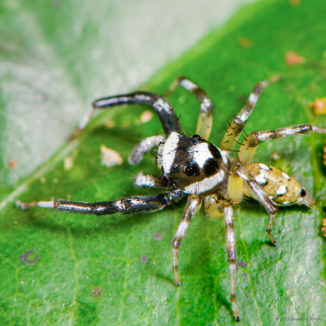 "Phintella" sp. "Excavated Jaw" • © Joseph K H Koh • All Rights Reserved ♂ Adult Habitus Dorsal
