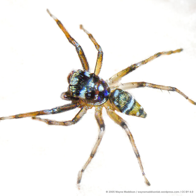 Phintella sp. "Mangrove" • © Wayne Maddison • CC BY 4.0 ♂ Adult Habitus Dorsal