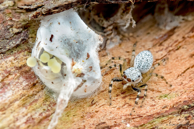 Phintella sp. "Salt-and-pepper" • © Mok Youn Fai • All Rights Reserved ♀ Adult Habitus Dorsal Egg(s)/Egg Sac(s)