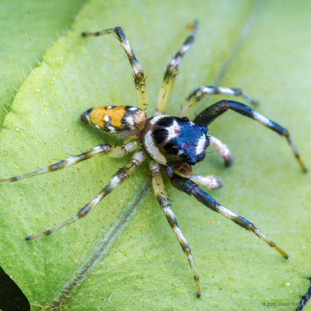 "Phintella" sp. "Swollen Jaws" • © Joseph K H Koh • All Rights Reserved ♂ Adult Habitus Dorsal