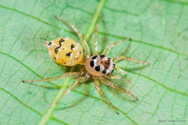"Phintella" sp. "Wavy Banded" • © Joseph K H Koh • All Rights Reserved ♀ Adult Habitus Dorsal