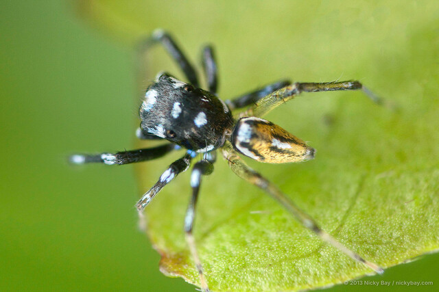 Phintella bifurcilinea • © Nicky Bay • All Rights Reserved ♂ Adult Habitus Dorsal