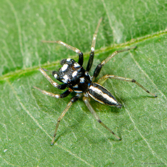 Phintella debilis • © Joseph K H Koh • All Rights Reserved ♂ Adult Habitus Dorsal