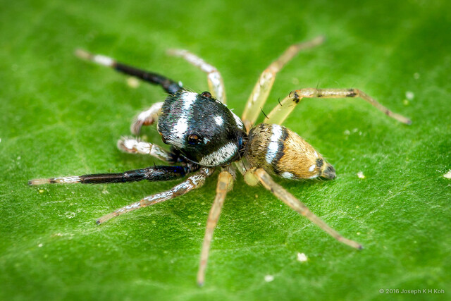 "Phintella" lepidus • © Joseph K H Koh • All Rights Reserved ♂ Adult Habitus Dorsal
