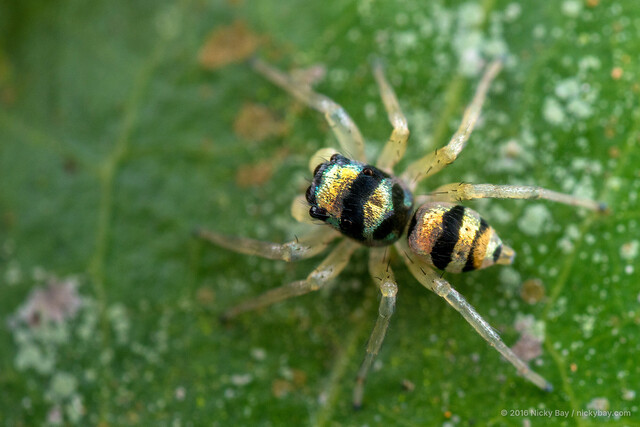 "Phintella" vittata • © Nicky Bay • All Rights Reserved ♂ Adult Habitus Dorsal