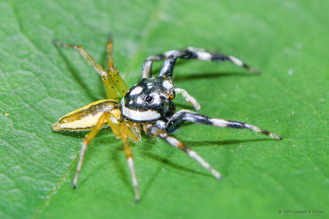 "Phintelloides" versicolor • © Joseph K H Koh • All Rights Reserved ♂ Adult Habitus Lateral